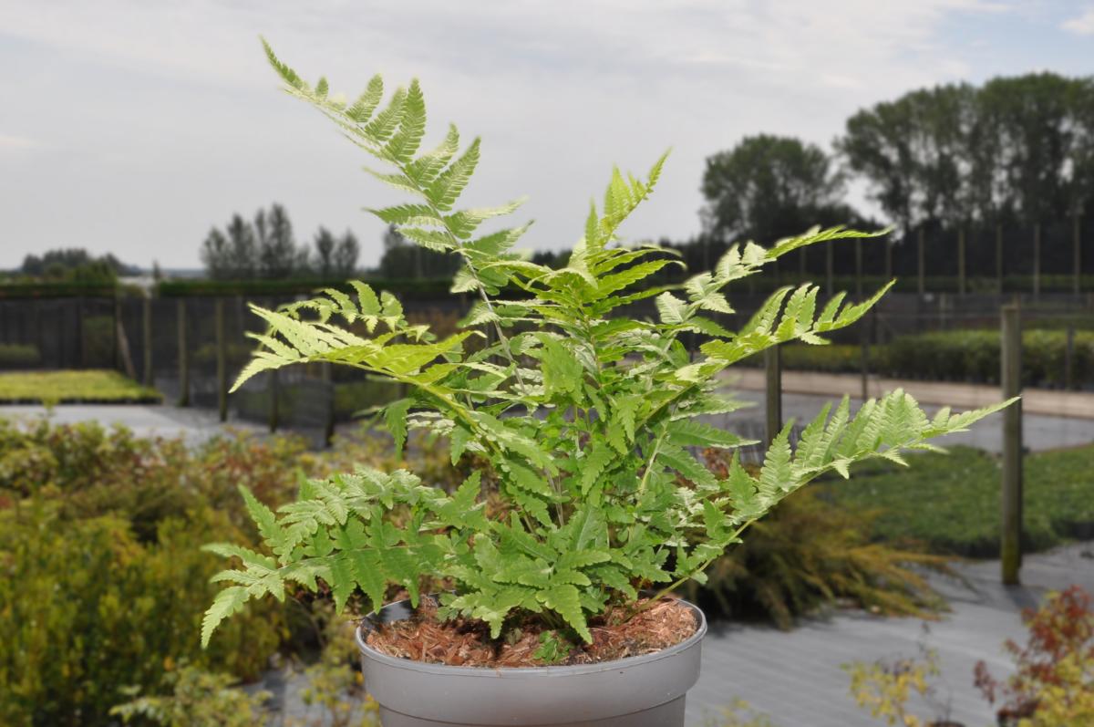 Matteuccia struthiopteris