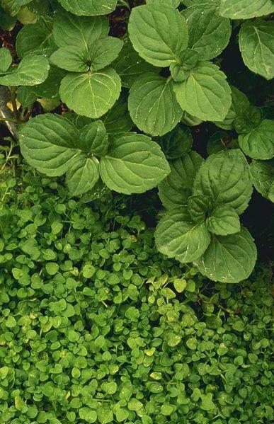 Mentha x piperata 'Rotundifolia' ---