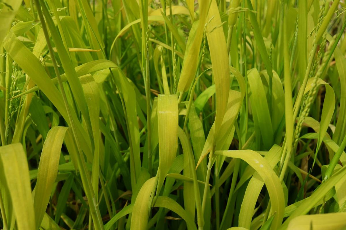 Milium effusum 'Aureum' ---