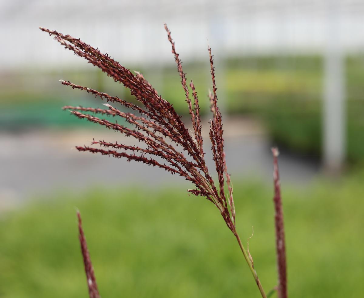 Miscanthus sinensis 'Gracillimus' ---