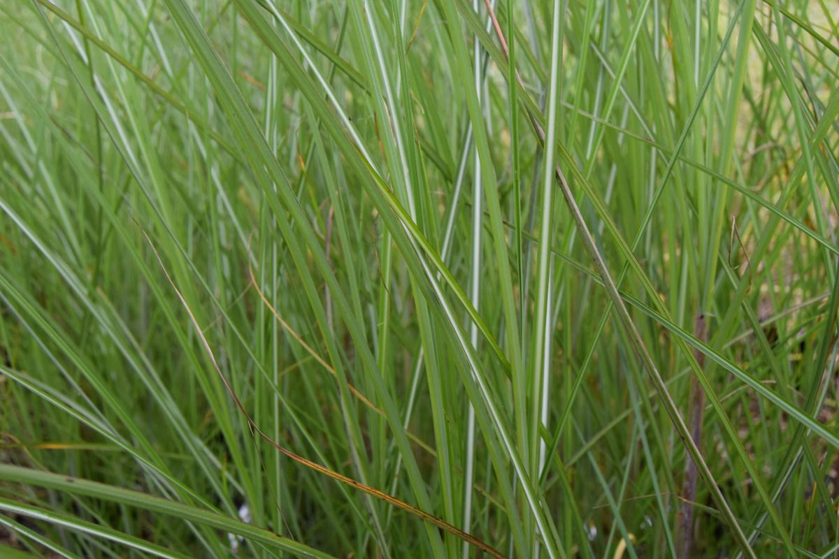 Miscanthus sinensis 'Gracillimus' ---