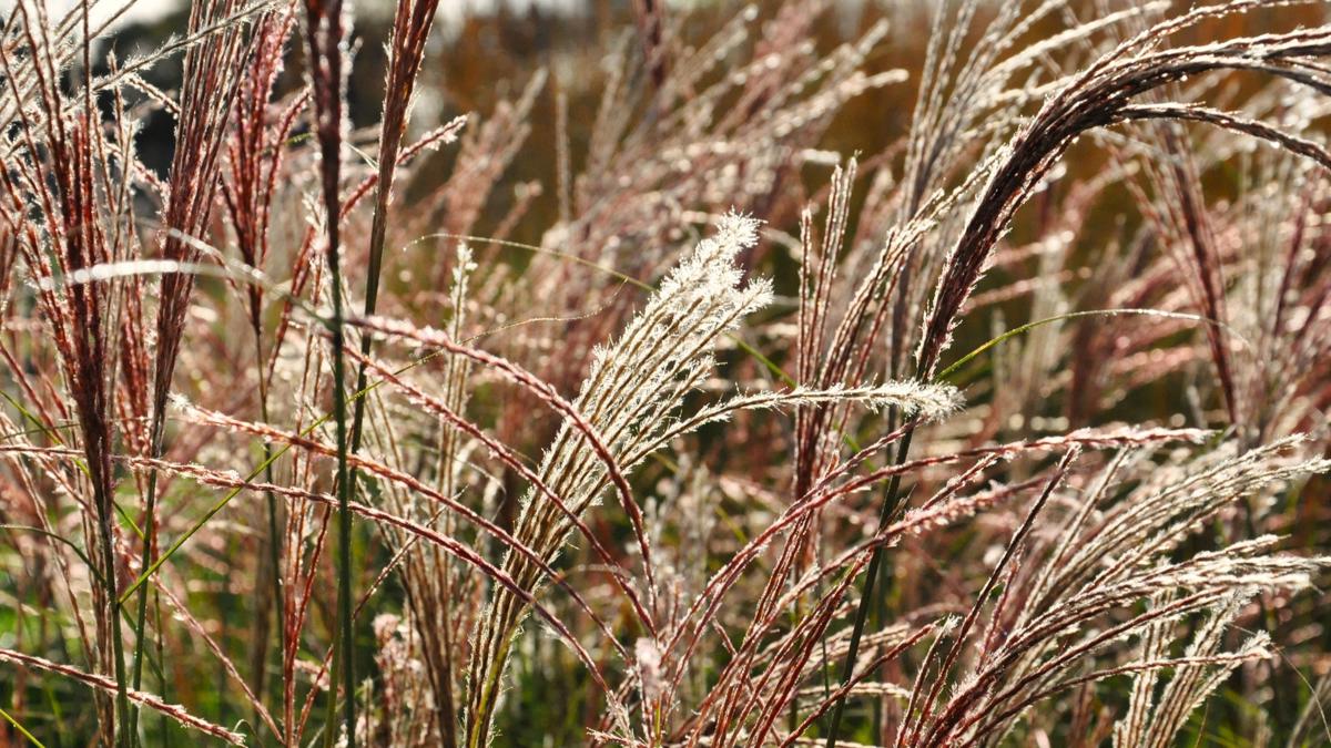 Miscanthus sinensis 'Kleine Fontäne' ---