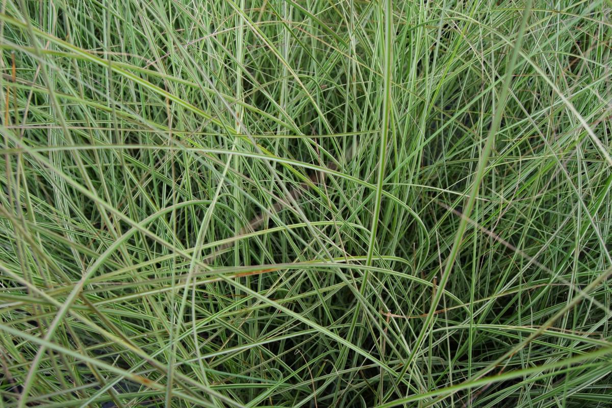 Miscanthus sinensis 'Morning Light' ---