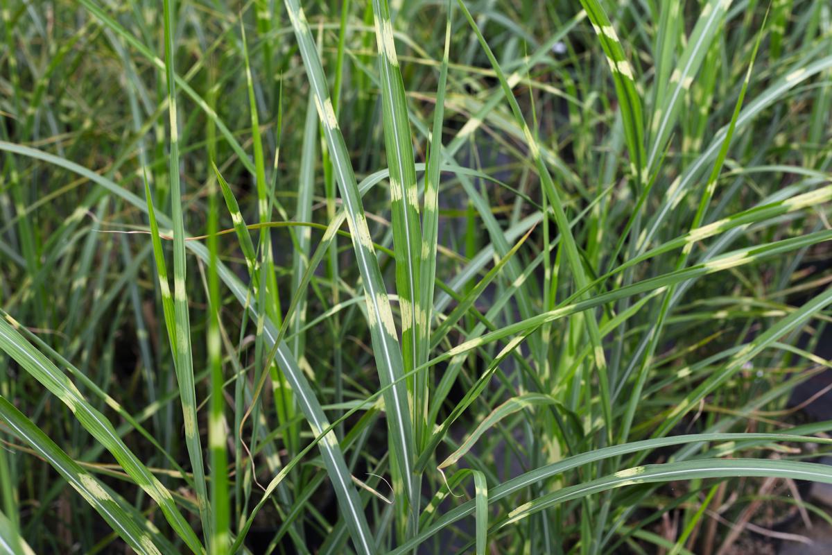 Miscanthus sinensis 'Zebrinus' ---
