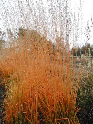 Molinia caerulea ssp. arundinacea 'Skyracer' ---