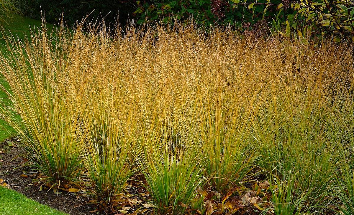 Molinia caerulea ssp. arundinacea 'Skyracer' ---