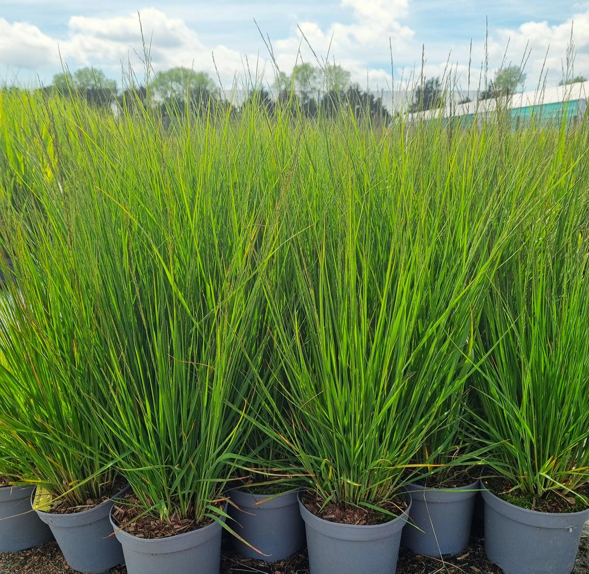 Molinia caerulea ssp. caerulea 'Heidebraut' ---