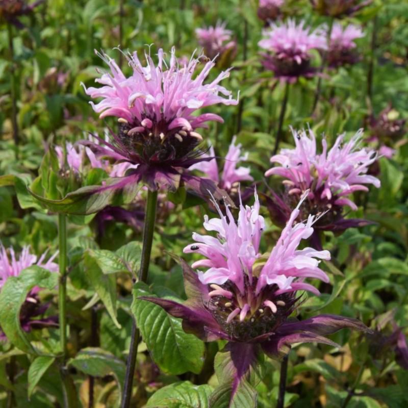 Monarda 'Beauty of Cobham' ---