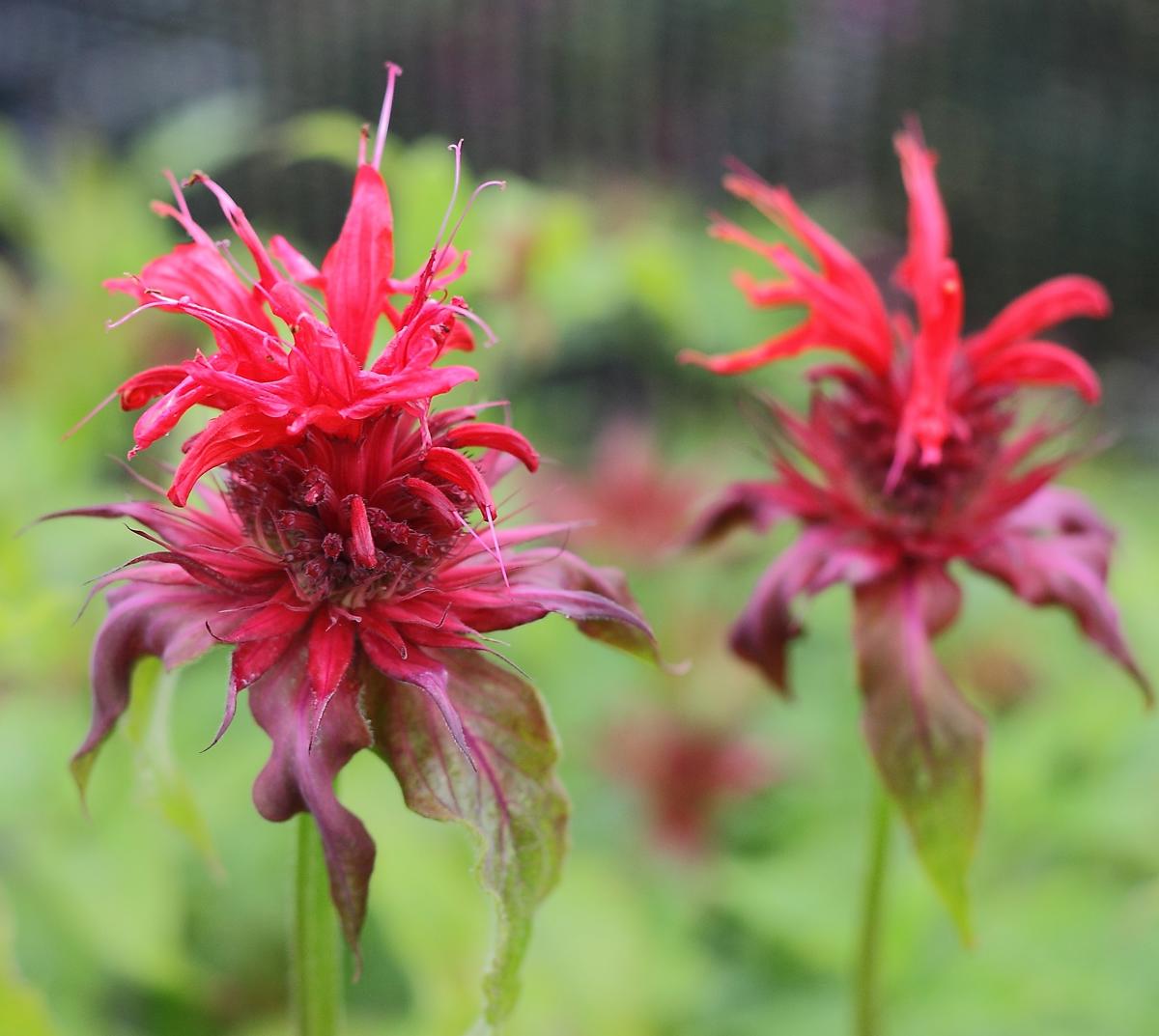 Monarda 'Cambridge Scarlet' ---