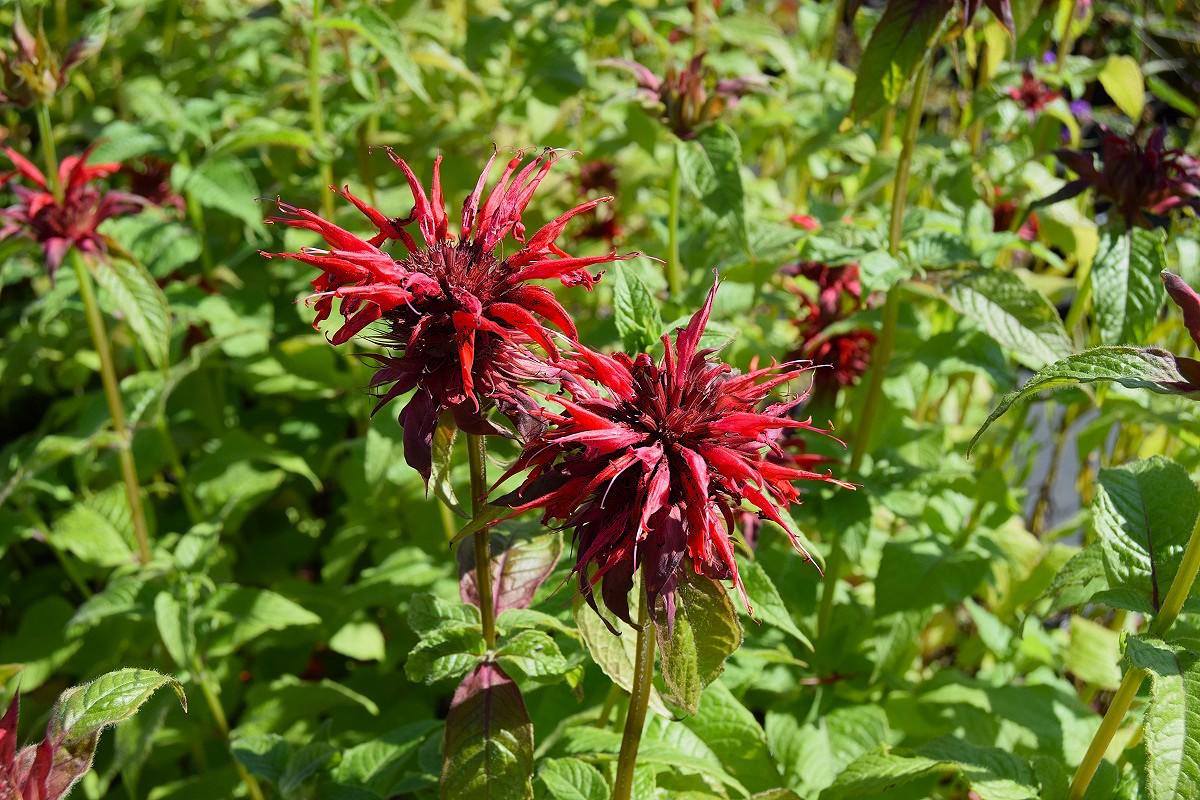 Monarda 'Cambridge Scarlet' ---