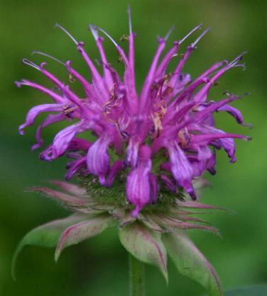 Monarda 'Präirenacht' (Prairie Night) ---