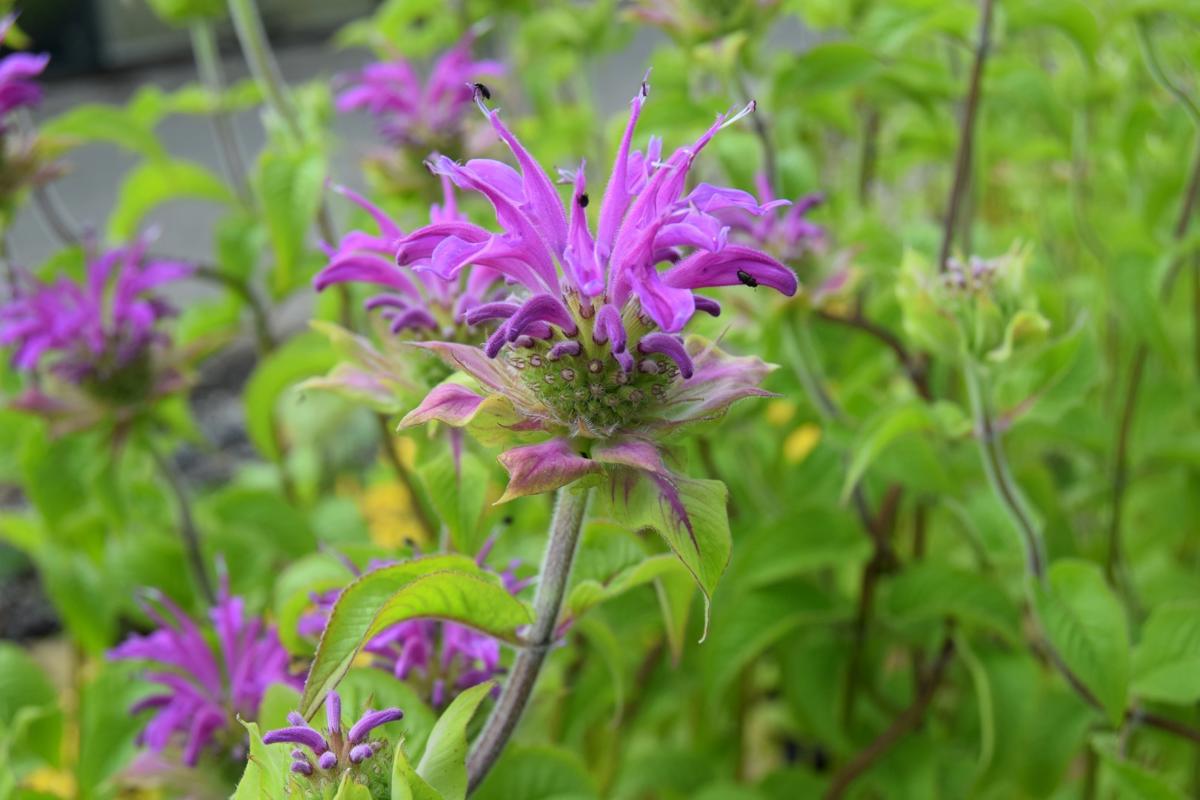 Monarda 'Präirenacht' (Prairie Night) ---