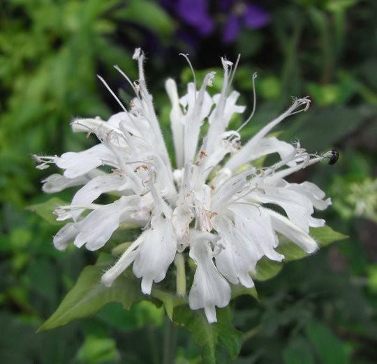 Monarda 'Schneewittchen' (Snow White) ---