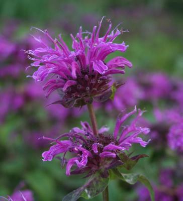 Monarda 'Scorpion' ---