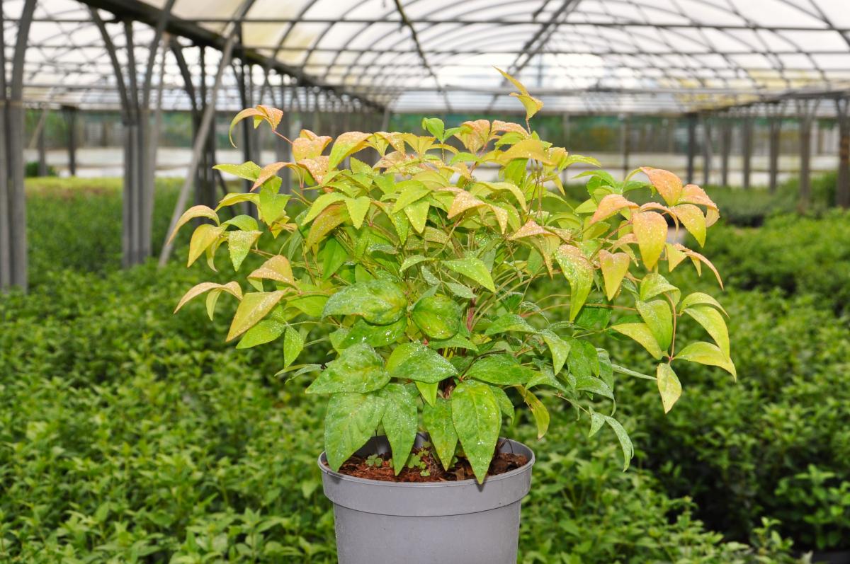 Nandina domestica 'Fire Power'