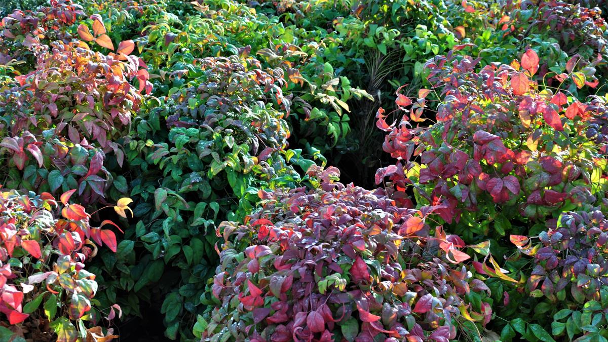 Nandina domestica 'Fire Power' 30-40 cm