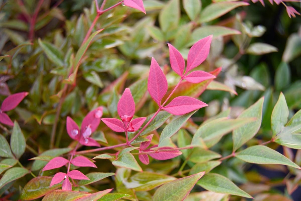 Nandina domestica 'Obsessed' 30-40 cm