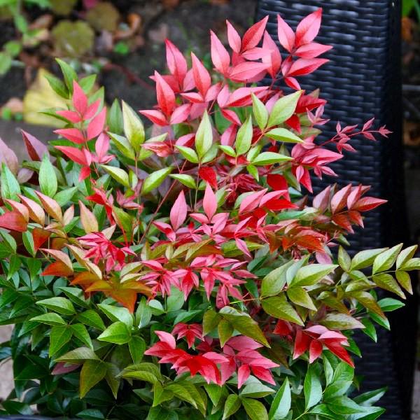 Nandina domestica 'Obsessed' 30-40 cm