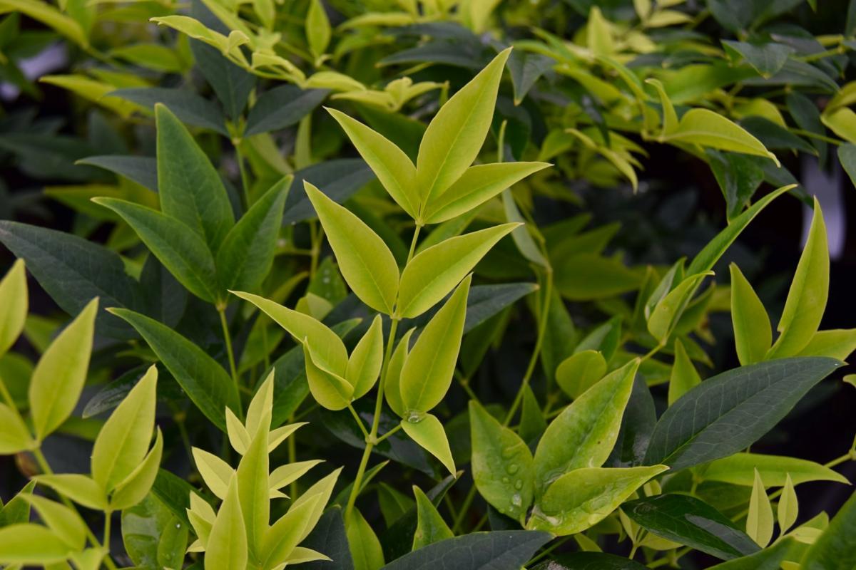 Nandina domestica 'Magical Lemon and Lime' 70-80 cm