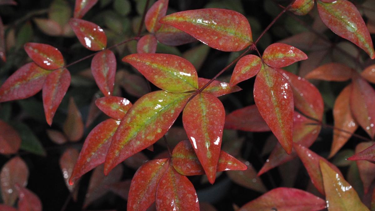 Nandina domestica 60-80 cm