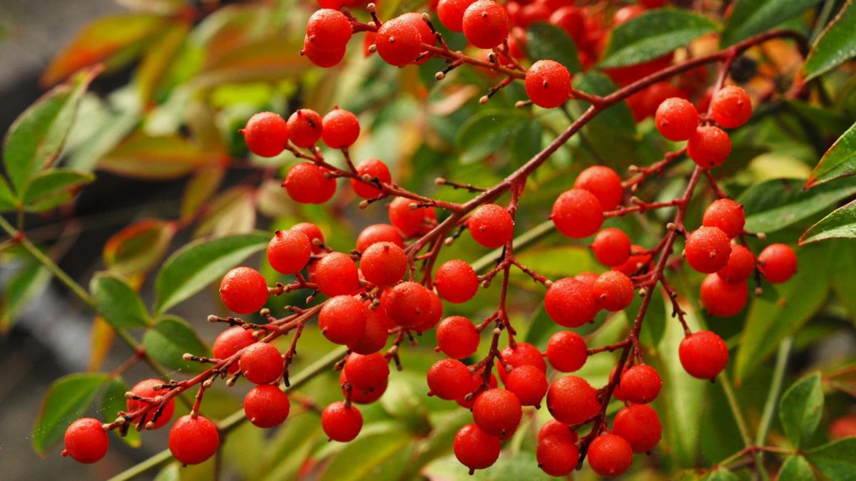 Nandina domestica 60-80 cm