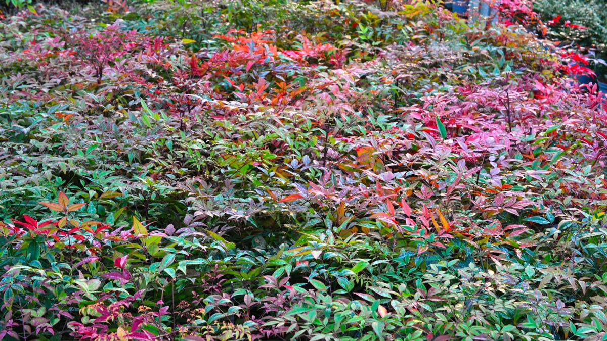 Nandina domestica 60-80 cm