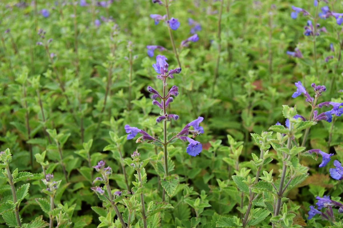 Nepeta x faassenii 'Kit Kat' ---