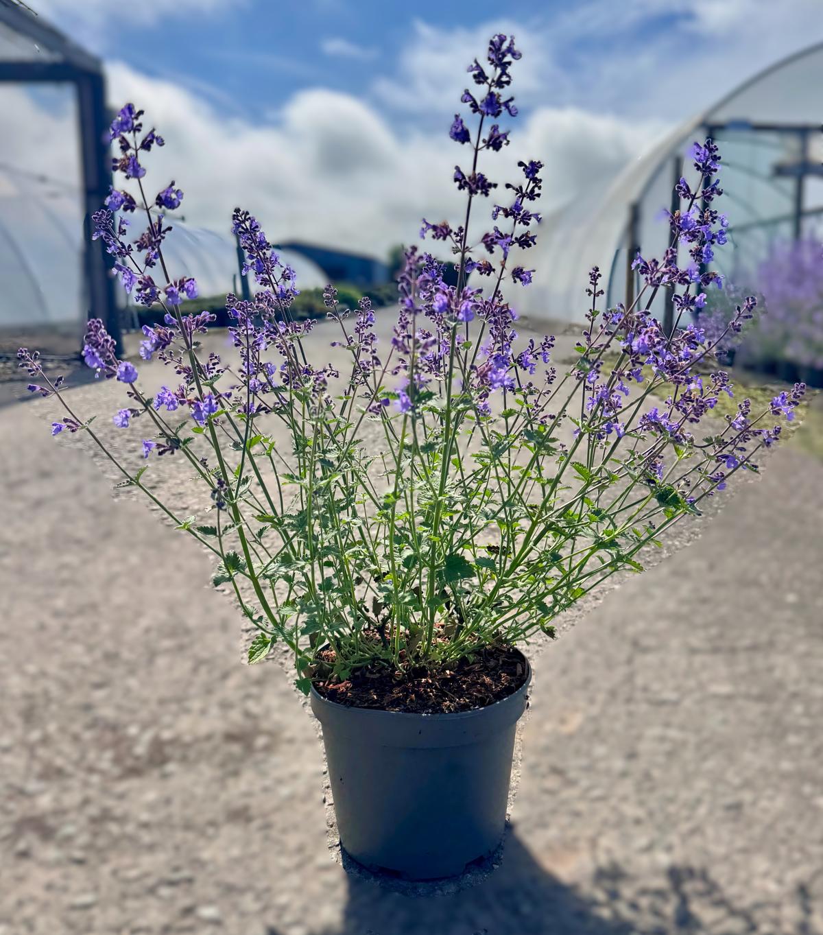 Nepeta x faassenii 'Kit Kat' ---