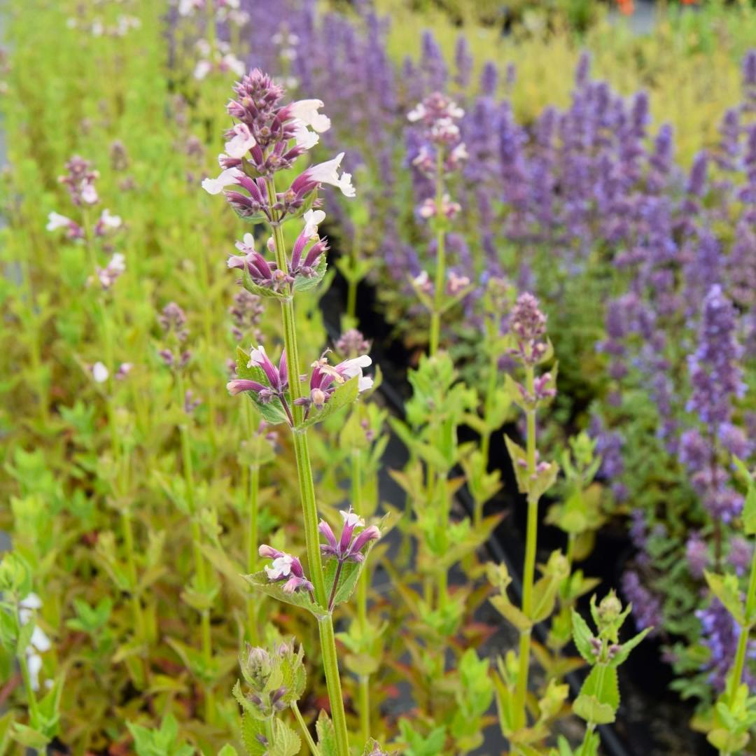 Nepeta grandiflora 'Dawn to Dusk' ---