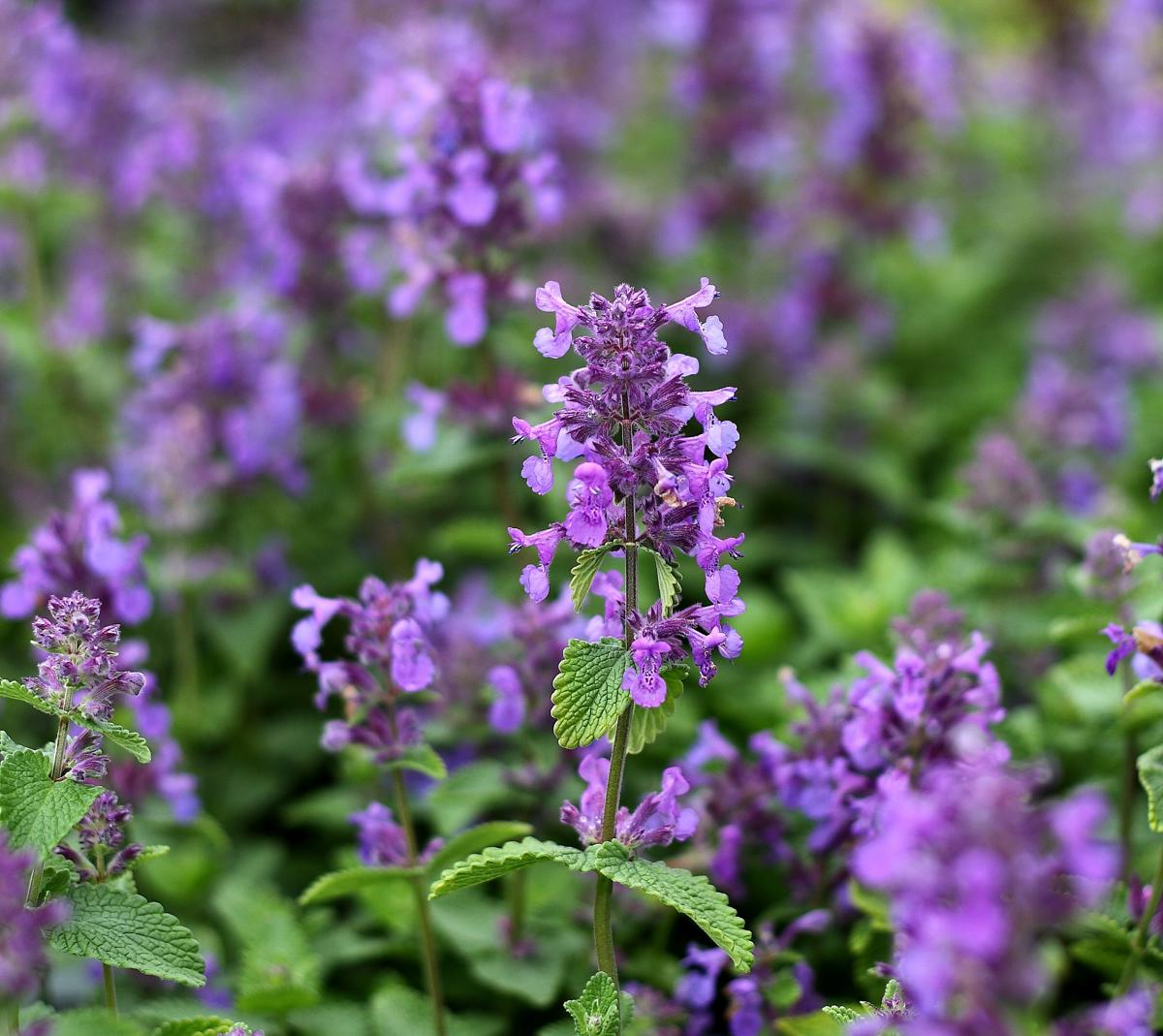 Nepeta racemosa ---