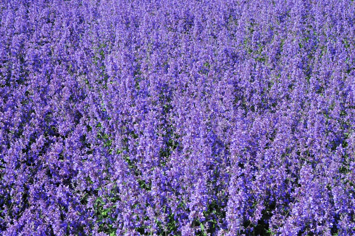 Nepeta racemosa 'Walker's Low' ---