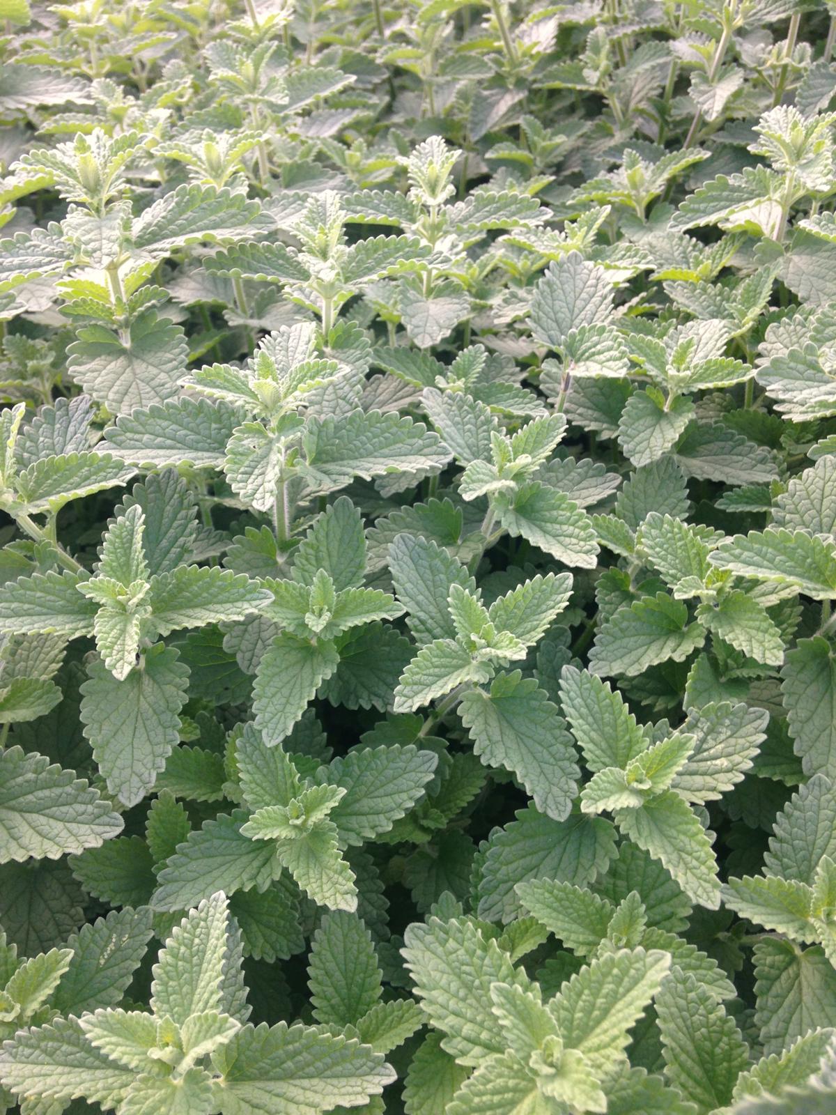 Nepeta 'Six Hills Giant' ---