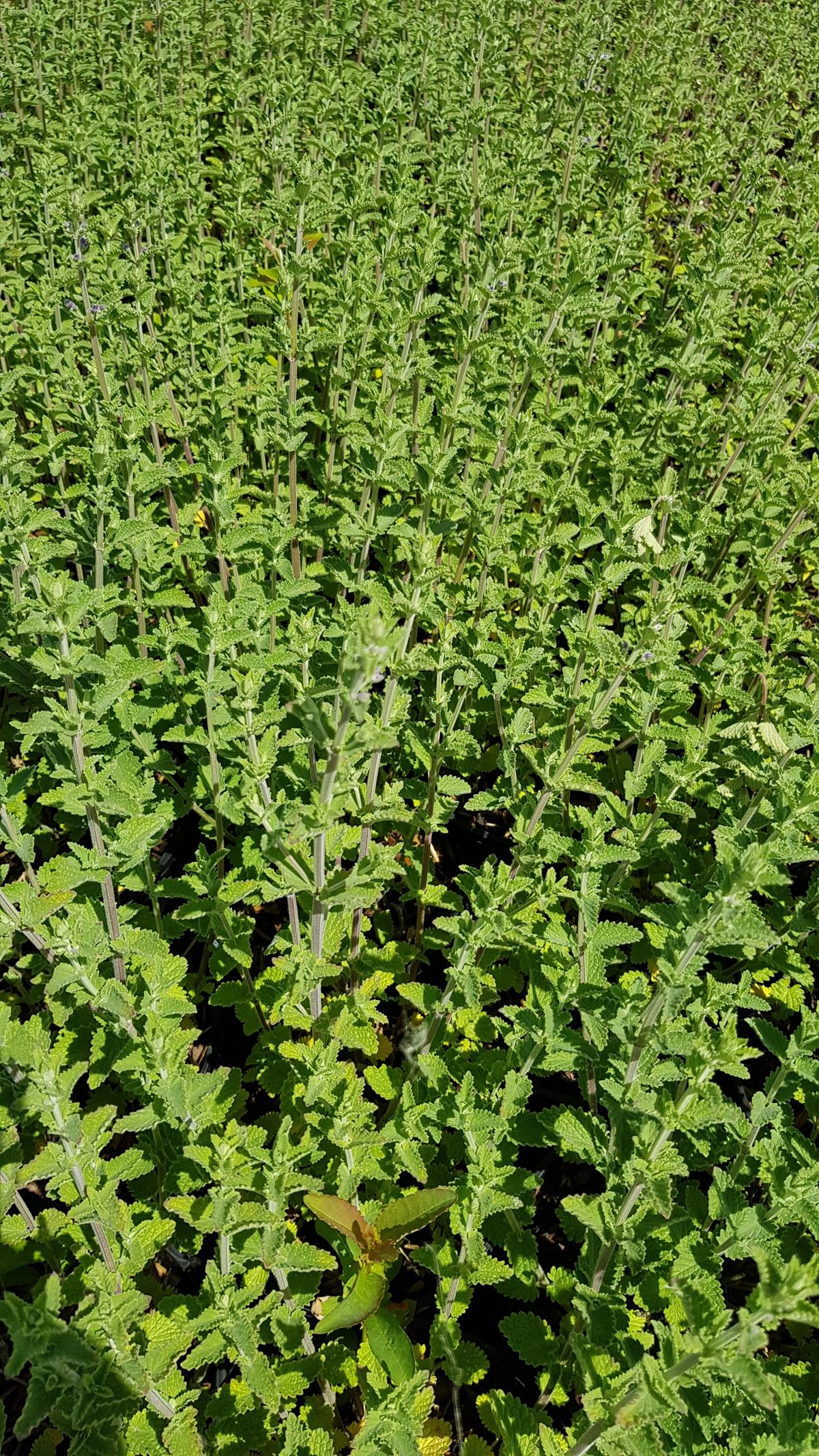 Nepeta 'Six Hills Giant' ---