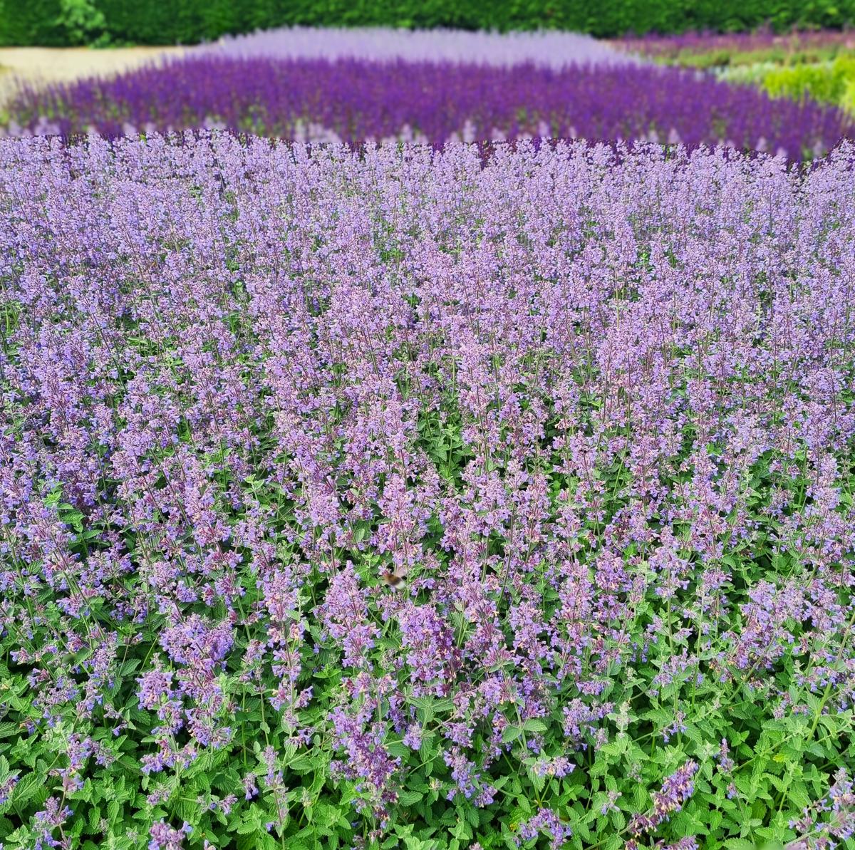 Nepeta 'Six Hills Giant' ---