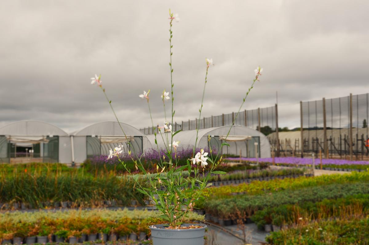 Oenothera lindheimeri (was Gaura)