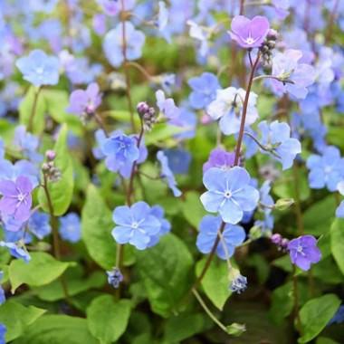 Omphalodes cappadocica 'Cherry Ingram' ---