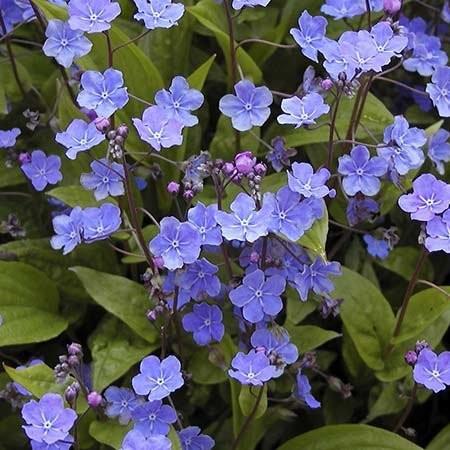 Omphalodes cappadocica 'Cherry Ingram' ---