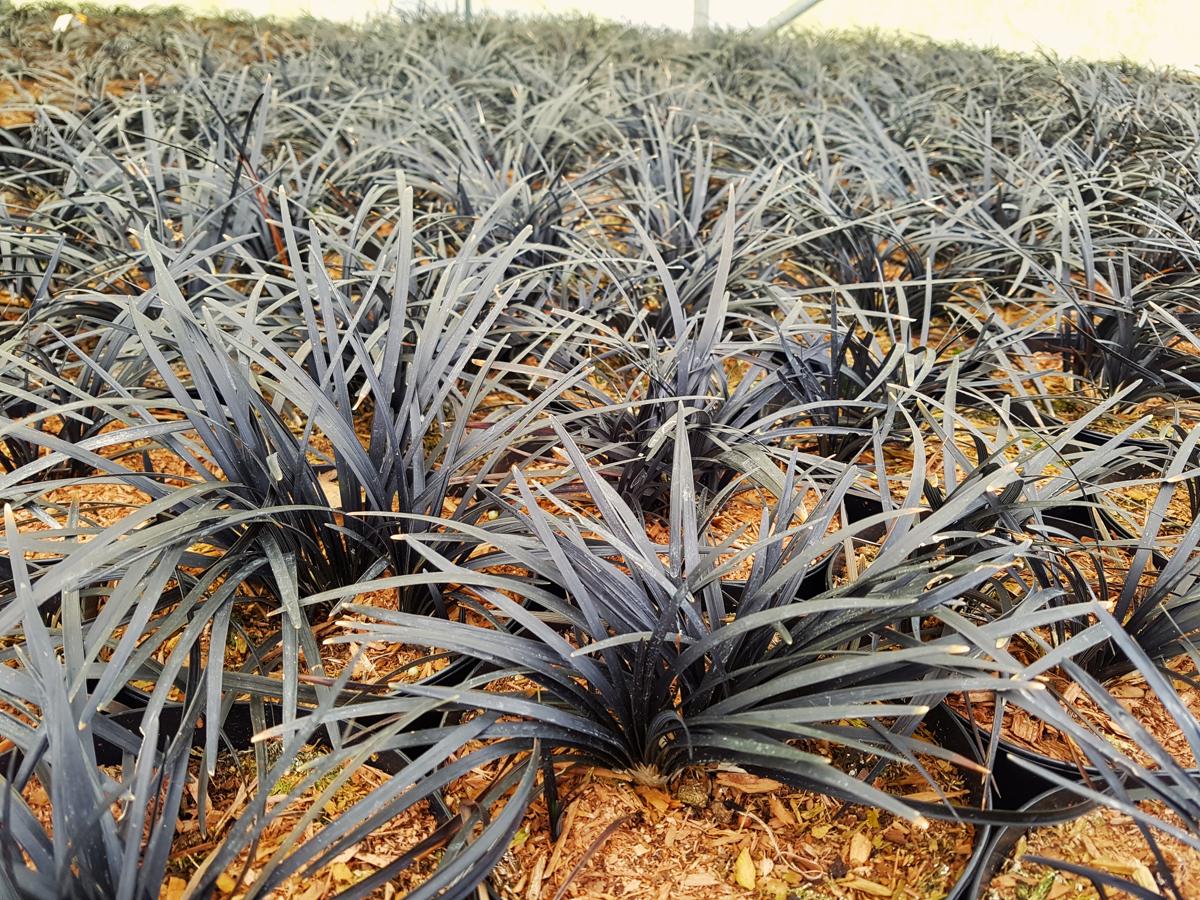 Ophiopogon 'Black Dragon' ---