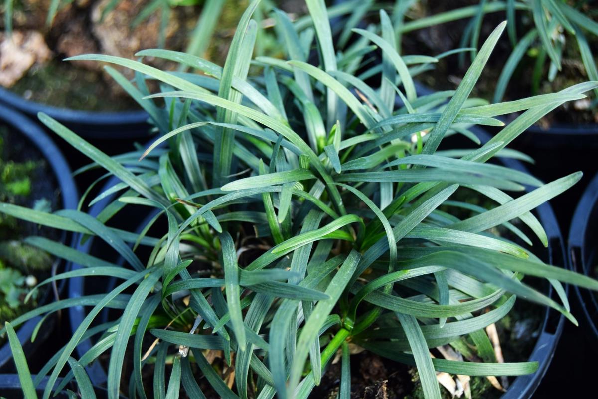 Ophiopogon japonicus ---