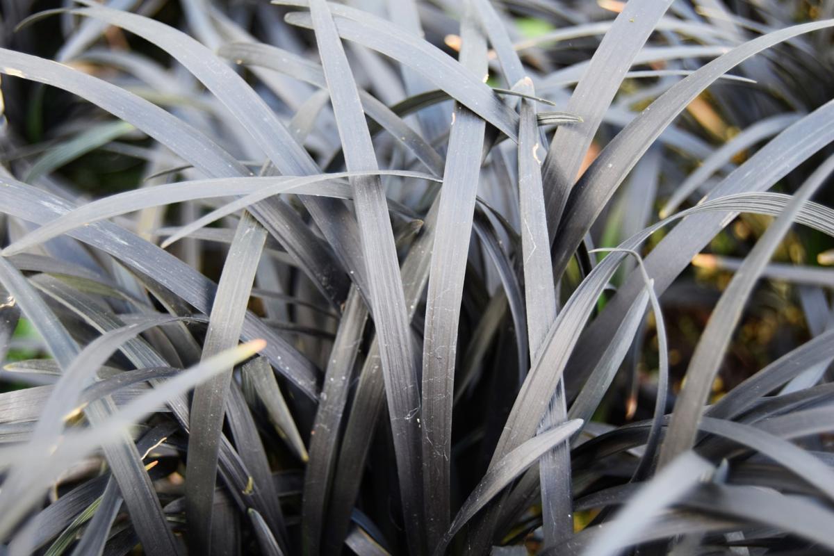 Ophiopogon planiscapus 'Nigrescens' ---