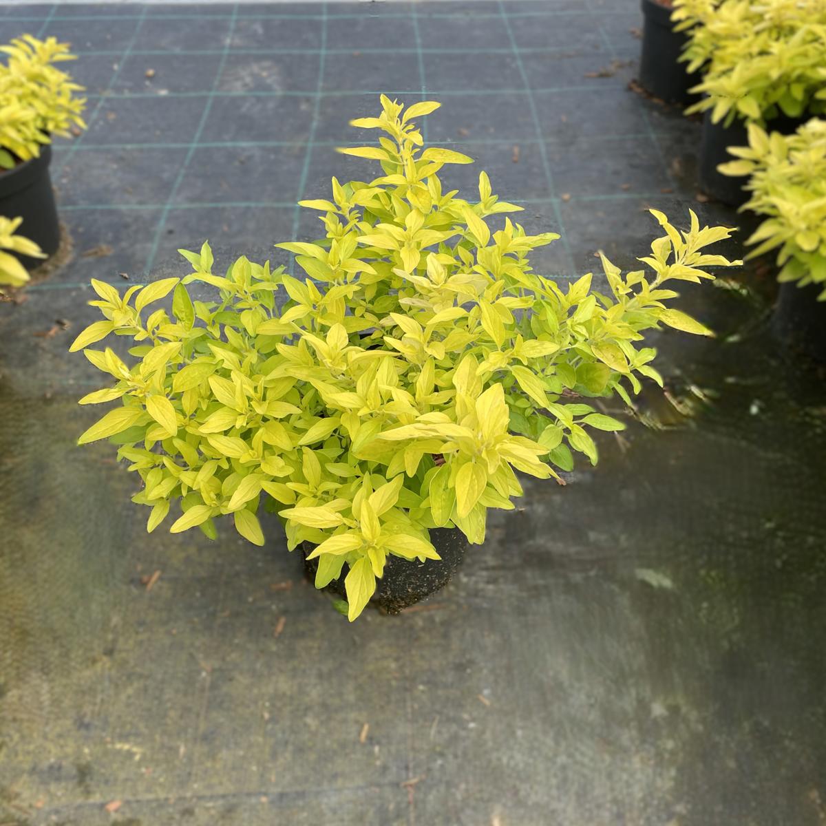 Origanum vulgare 'Aureum' ---