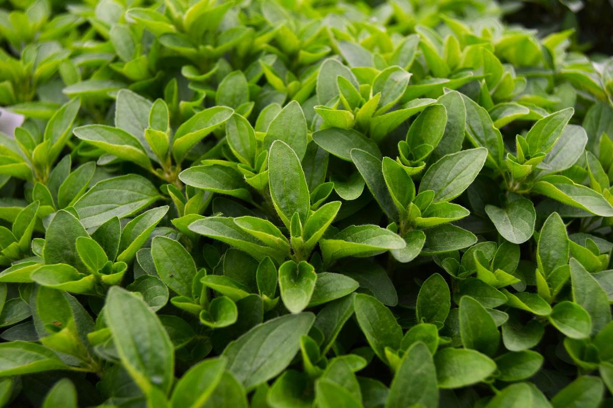 Origanum vulgare 'Compactum' ---