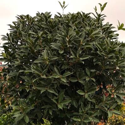 Osmanthus armatus 125-150 cm
