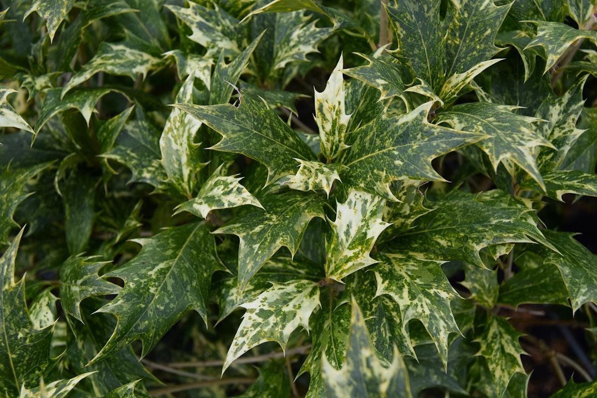 Osmanthus heterophyllus 'Goshiki' 40-60 cm