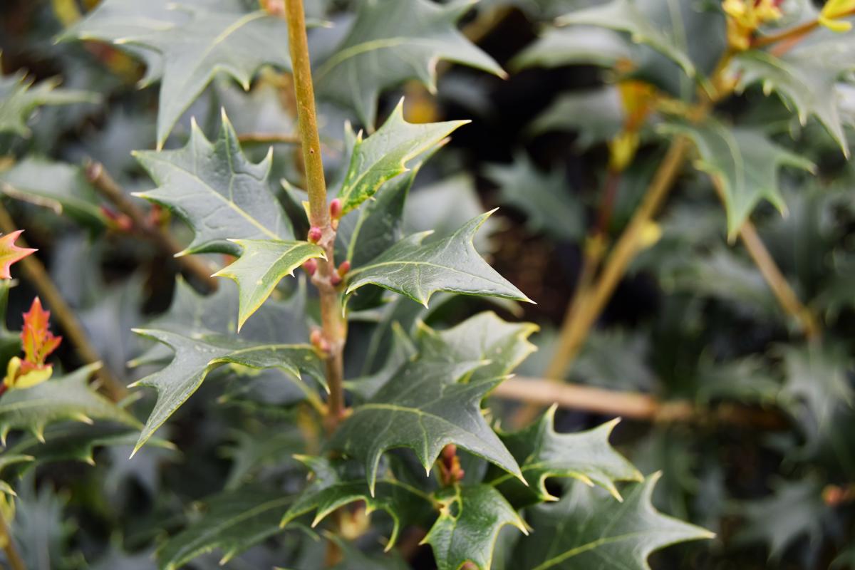 Osmanthus heterophyllus 150-175 cm