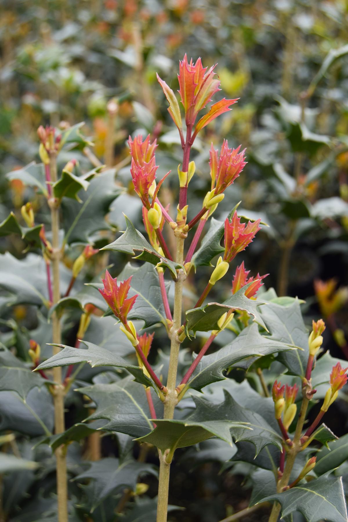 Osmanthus heterophyllus 150-175 cm