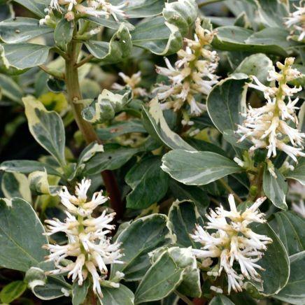 Pachysandra terminalis 'Variegata' ---