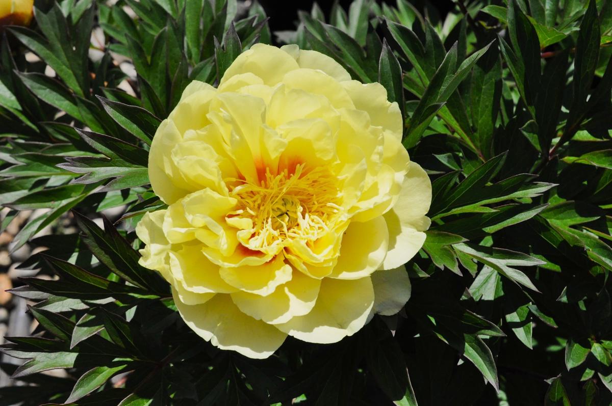 Paeonia 'Bartzella' (D - Yellow) ---