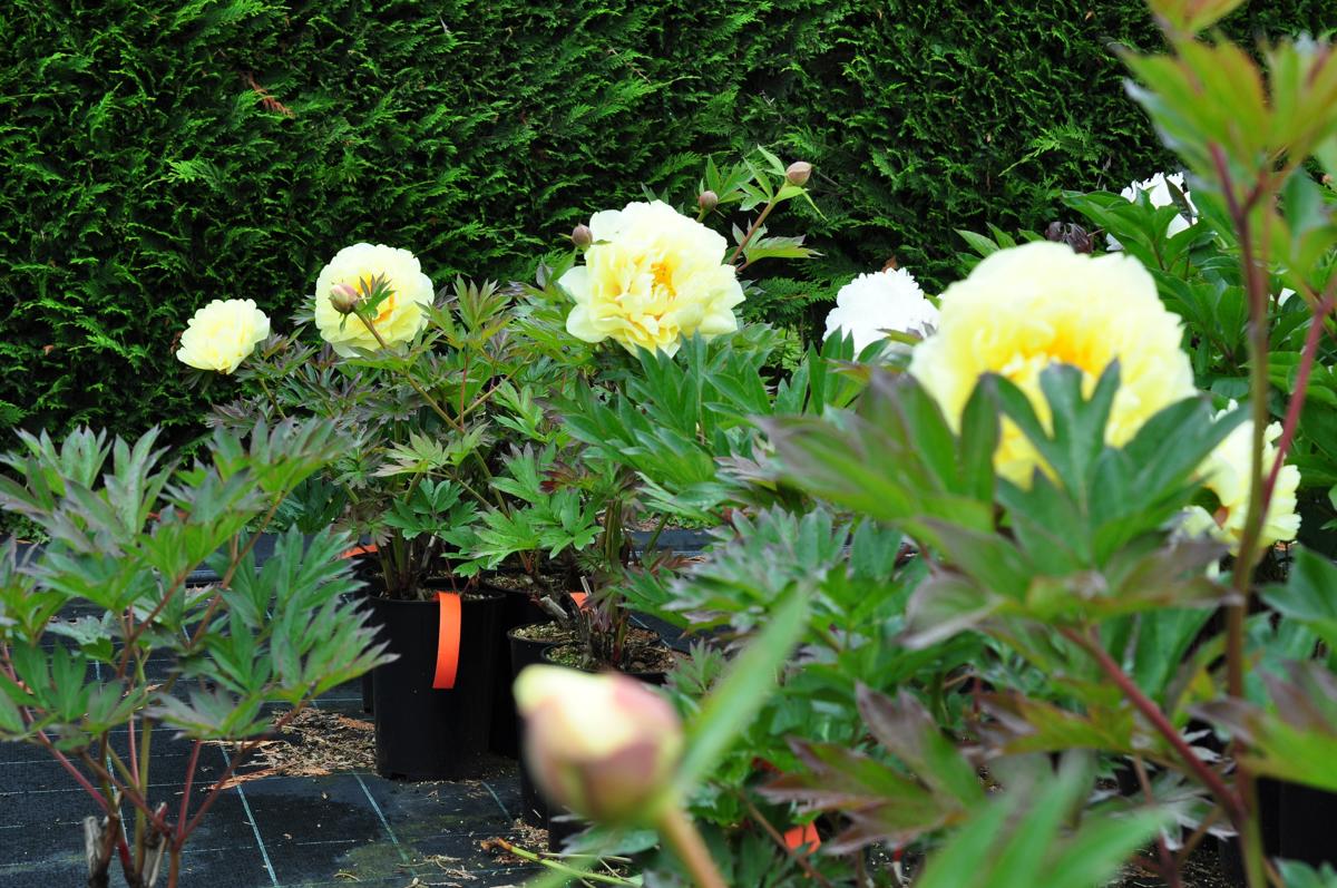 Paeonia 'Bartzella' (D - Yellow) ---
