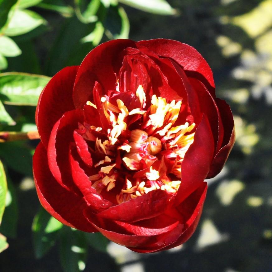 Paeonia 'Buckeye Belle' (D - Red) ---
